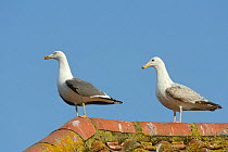 Lesser Black-backed gull (Larus fuscus) adult and juvenile Herring gull (Larus argentatus) standing on a lichen encrusted rooftop in evening light, Gloucestershire, UK, May.