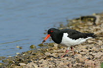 Oystercatcher (Haematopus ostralegus) carrying an Earthworm (Lumbricus terrestris) extracted from a lakeshore to wash it in the lake before swallowing, Gloucestershire, UK, May.