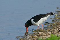 Oystercatcher (Haematopus ostralegus) foraging in shallow water at the margin of a lake, Gloucestershire, UK, May.