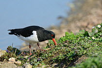 Oystercatcher (Haematopus ostralegus) probing for worms in a lakeshore earth bank, Gloucestershire, UK, May.