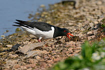 Oystercatcher (Haematopus ostralegus) probing with an open beak and moving pebbles and earth as it forages for worms on a lakeshore, Gloucestershire, UK, May.
