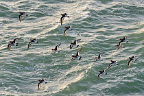 Oystercatcher flock (Haematopus ostralegus) in flight low over the sea in sunset light on their way to a high tide roost, Cornwall, UK, April.
