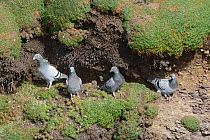 Four Feral pigeons / Rock Doves (Columba livia) including two lost Racing pigeons with rings on, perched on a ledge on a coastal cliff, Cornwall, UK, April.