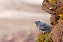 Feral pigeon / Rock Dove (Columba livia) perched on a ledge on a coastal cliff, Cornwall, UK, April.