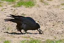 Rook (Corvus frugilegus) collecting earth in its beak for lining its nest, Gloucestershire, UK, May.