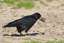 Rook (Corvus frugilegus) with earth it has collected for lining its nest, Gloucestershire, UK, May.