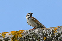 Tree sparrow (Passer montanus) calling from Lichen encrusted barn roof, Wiltshire farmland, UK, June.