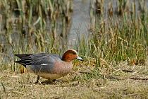 Wigeon (Anas penelope) drake walking on grass around margin of a marshland Sedge pool with a Juncus rush it has grazed protruding from its beak, Gloucestershire, UK, April.