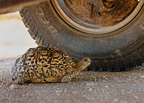 Leopard Tortoise (Geochelone pardalis pardalis) finding shade under a vehicle. Kgalagadi Transfrontier Park, South Africa. January
