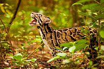 Clouded leopard (Neofelis nebulosa) in profile with mouth open, Assam, India, captive.