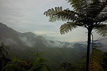 Tree fern and landscape of Itanagar, Arunachal Pradesh, India.