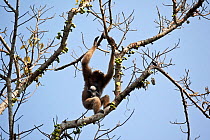 Western Hoolock Gibbon (Hoolock hoolock) female carrying newborn on a fig tree, Gibbon Wildlife Sanctuary, Assam, India. Endangered.