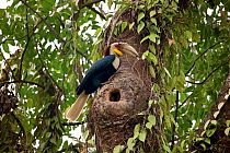 Wreathed hornbill (Aceros undulatus) at nest hole, Pakke Tiger Reserve, Arunchal Pradesh, India