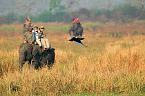 Bengal Florican (Houbaropsis bengalensis) taking off in front of a birdwatchers on domestic Asian Elephant (Elephas maximas), Kaziranga National Park, Assam. India. Critically endangered species.