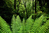 Fern (Ctenitis / Dryopsis apiciflora) growing at 2000 metres,  Talley Valley Wildlife Sanctuary, Ziro, Arunachal Pradesh, India.