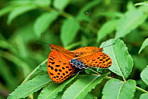 Large Silverstripe (Childrena childreni) mating butterflies, Talley Valley Wildlife Sanctuary, Arunachal Pradesh, India.