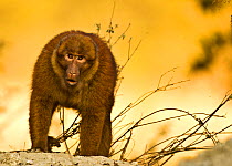 Arunachal macaque (Macaca munzala) Tawang, Arunachal Pradesh, India. Endangered species.
