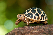 Indian star tortoise (Geochelone elegans) Tamil Nadu, India