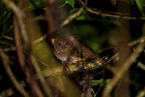 Diana Tarsier (Tarsius dentatus) Tompotika Peninsula, Sulawesi, Indonesia. Vulnerable species.