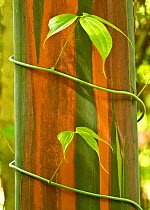 A vine growing on Eucalyptus bark, Tompotika Peninsula, Sulawesi, Indonesia.
