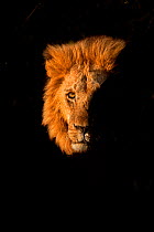 African Lion (Panthera leo) male emerging from bush, Masai Mara, Kenya