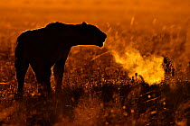African Lion (Panthera leo) female calling at sunrise, Maasai Mara, Kenya, Africa
