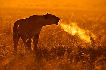 African Lion (Panthera leo) female calling at sunrise, Maasai Mara, Kenya, Africa