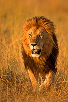 RF- African Lion (Panthera leo) male, Maasai Mara, Kenya, Africa. (This image may be licensed either as rights managed or royalty free.)