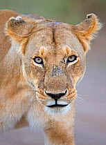 African Lioness (Panthera leo) portrait, with aggressive expression because of cubs nearby Maasai Mara, Kenya, Africa