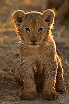 African Lion (Panthera leo) cub, Maasai Mara, Kenya, Africa