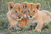 RF- African Lion (Panthera leo) young cubs sitting together, Maasai Mara, Kenya, Africa. (This image may be licensed either as rights managed or royalty free.)