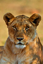African Lion (Panthera leo) female in shade, Maasai Mara, Kenya, Africa