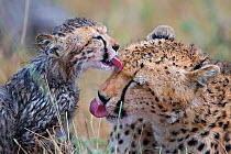 Cheetah (Acinonyx jubatus) mother and cub grooming each other,  Maasai Mara, Kenya, Africa