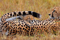 Cheetah (Acinonyx jubatus) cub sleeping on mother's back, Maasai Mara, Kenya, Africa