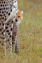 Cheetah (Acinonyx jubatus) cub looking around mother's legs Maasai Mara, Kenya, Africa
