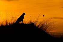 Cheetah (Acinonyx jubatus) female with hot air balloon in the background at sunrise, Maasai Mara, Kenya, Africa