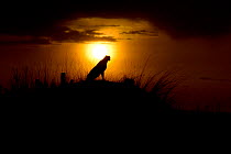 Cheetah (Acinonyx jubatus) mother at sunrise, Maasai Mara, Kenya, Africa