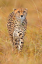 Cheetah (Acinonyx jubatus) female hunting, Maasai Mara, Kenya, Africa