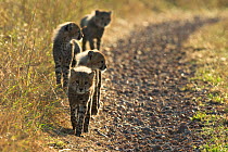 Cheetah (Acinonyx jubatus) cubs walking along track, Maasai Mara, Kenya, Africa