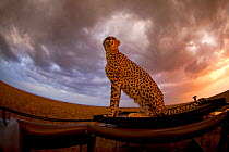 Cheetah (Acinonyx jubatus) female 'Malaika' keeping watch out for prey from vehicle. Maasai Mara, Kenya, Africa