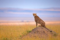 Cheetah (Acinonyx jubatus) looking out for prey from termite mound in grassland, Maasai Mara, Kenya, Africa
