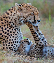 Cheetah (Acinonyx jubatus) mother and cub playing, Maasai Mara, Kenya, Africa. Honoured in the African wildlife category