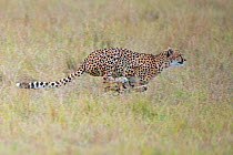 Cheetah (Acinonyx jubatus) chasing gazelle, Maasai Mara, Kenya, Africa