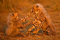 Cheetah (Acinonyx jubatus) cubs playing, Maasai Mara, Kenya, Africa