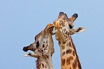 Maasai Giraffes (Giraffa camelopardalis tippelskirchi) courtship display Maasai Mara, Kenya, Africa