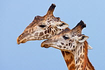 Maasai Giraffes (Giraffa camelopardalis tippelskirchi) courtship display Maasai Mara, Kenya, Africa