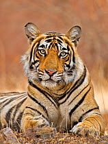 Bengal Tiger (Panthera tigris tigris) female Ranthambore NP, India