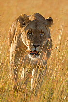 African Lion (Panthera leo) female stalking, Maasai Mara, Kenya, Africa