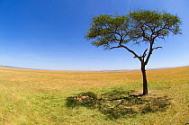 African Lion (Panthera leo) male sleeping in shade of  tree on plains, Maasai Mara, Kenya, Africa