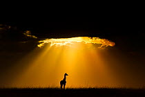 Maasai Giraffe (Giraffa camelopardalis tippelskirchi) silhouetted by beams of light from setting sun, Maasai Mara, Kenya, Africa. Winner of the African section of the Natures Best Windland Smith Rice...